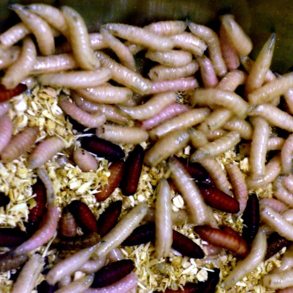 Photograph of maggots - courtesy of uploaded to Commons using Flickr upload bot on 8 January 2012, 15:55 by Formedivita.it